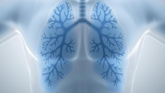 Human lungs illustration