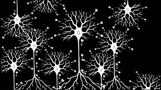 neurons