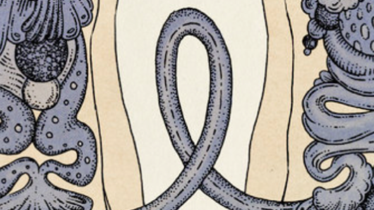 Medical illustiation of connect bowels