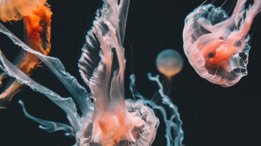 Jellyfish in ocean.