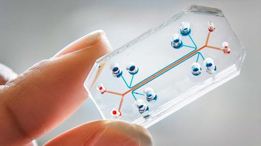 organs on a chip - microfluidics