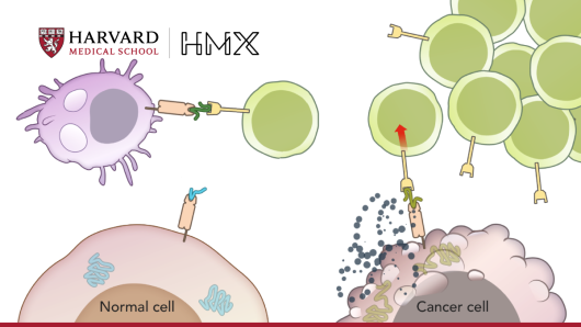 HMX Immunology